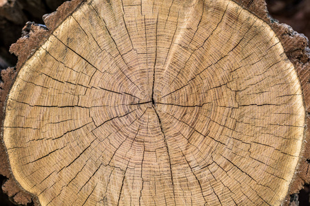 具有年轮和裂纹特写的干圆木质树干的质地