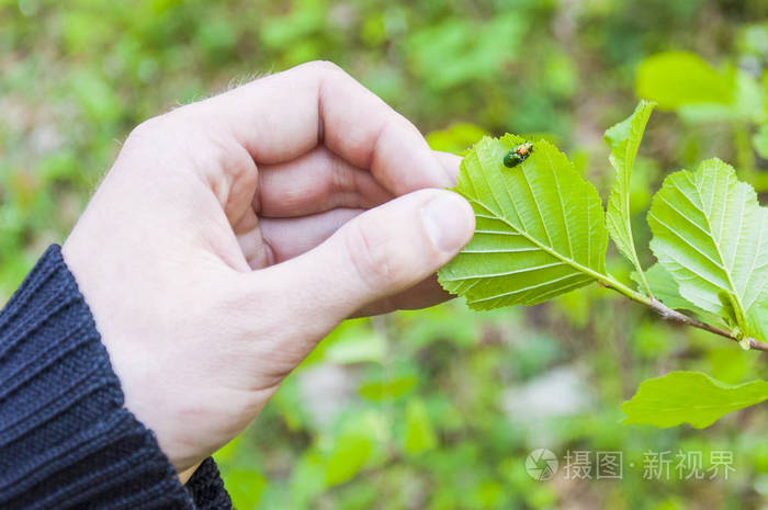 在一片叶子的下面, 两个虫子在森林里配对