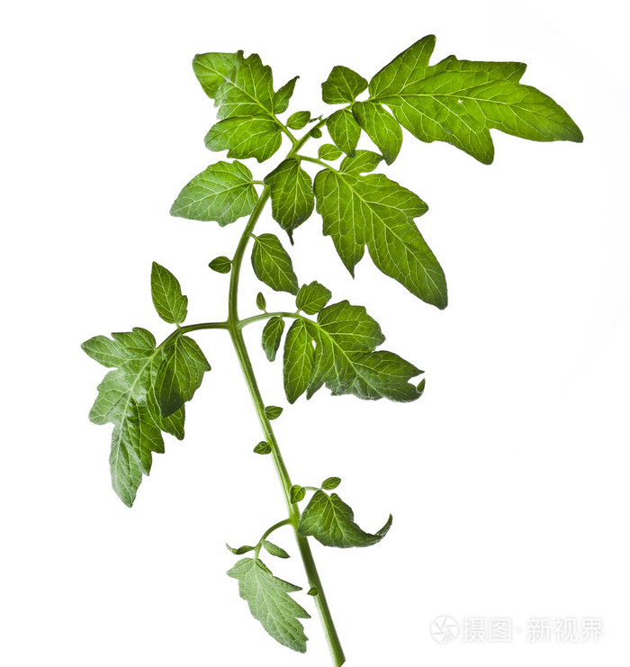 叶番茄隔离