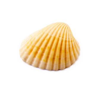 白色背景下的奇异海贝壳