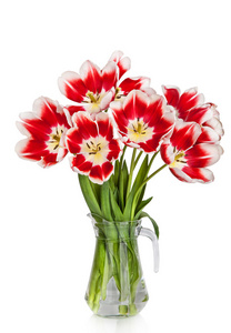 美丽的红色郁金香花花束在白色背景上孤立的花瓶