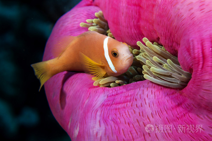 小丑鱼里面粉红色紫色海葵