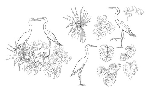 热带植物棕榈树叶怪兽兰花和白鹭鸟的设计元素集