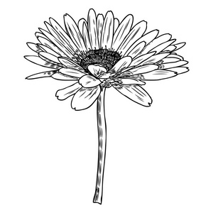 画菊花花。花卉手绘植物元素插图。向量