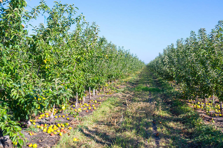 水果苹果果园苹果树树枝上成熟的苹果。无限透视大型农业农场中无尽的植物