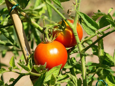 番茄植物