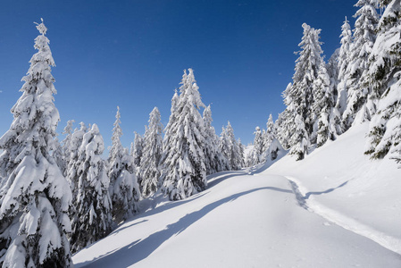 冬天的性质。在雪地里有云杉林和人行道的风景。阳光寒冷的天气与晴朗的蓝天