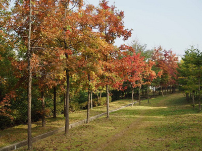 在韩国的心脏枫树