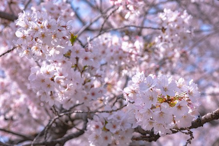 日本东京春季的樱花. 3月下旬, 东京的樱花将开始开花, 许多来日本的游客选择在樱花季节旅游