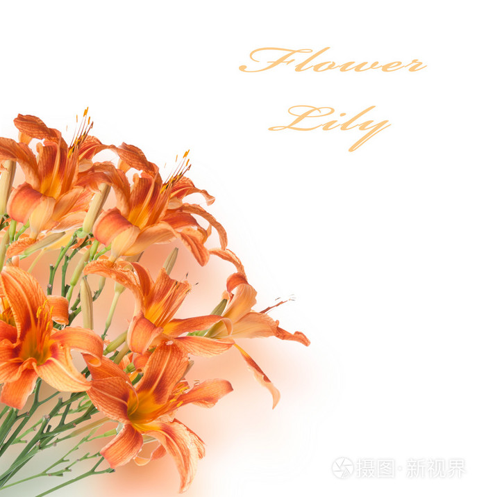 一束白色的百合花的背景