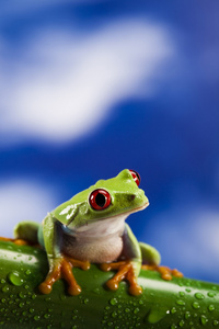 红眼睛的绿色树蛙