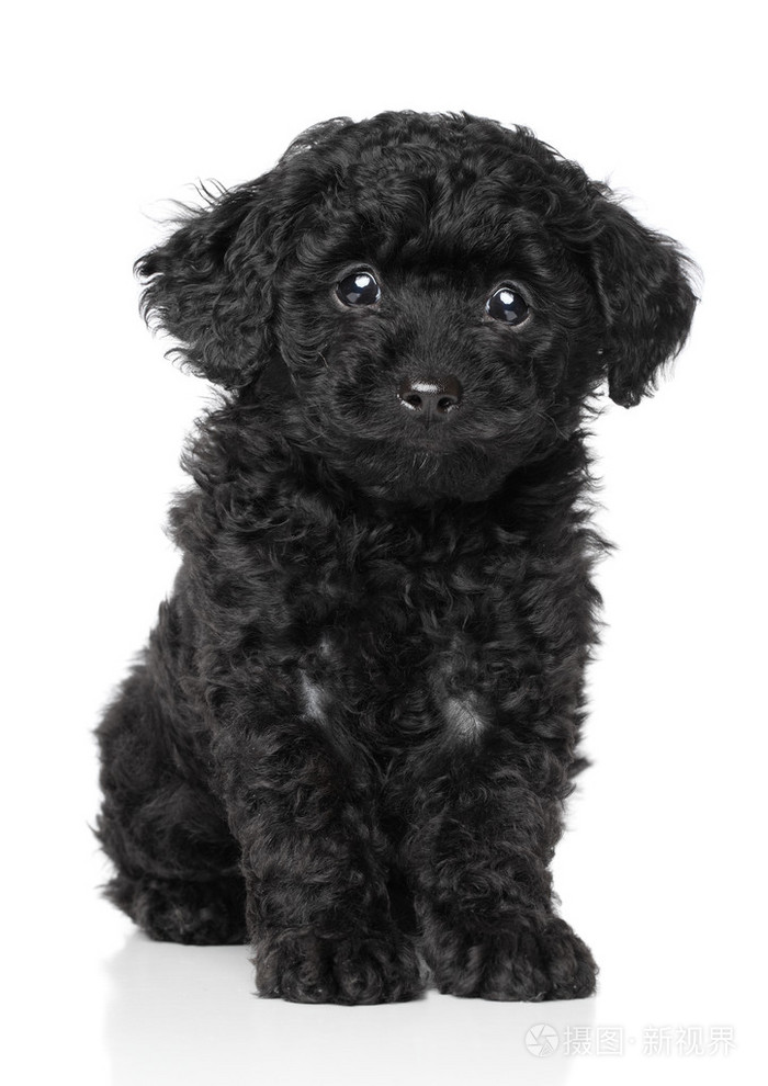 黑色玩具贵宾犬小狗