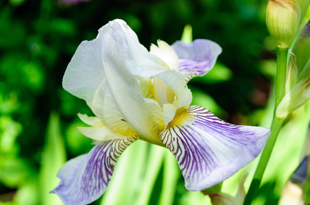 花园花紫罗兰白色虹膜特写