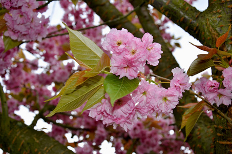 盛开的樱花树，有粉红色的花朵在春天捷克共和国