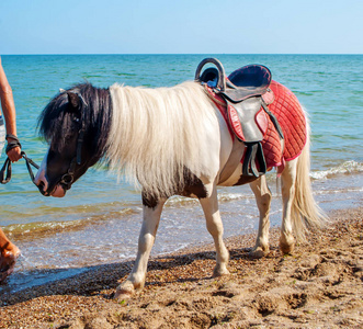 在海边的小马驹在背景蓝色的海
