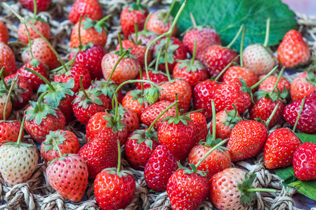 新鲜红成熟的草莓