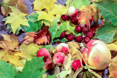 秋天的调色板。水果和秋叶的静物。秋天的心情。露珠