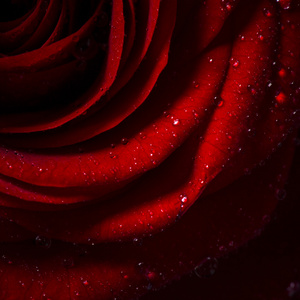 天然的红玫瑰背景