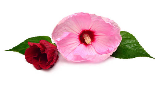 两朵红色和粉红色的芙蓉花, 叶被隔离在白色背景上。平面布局, 顶部视图