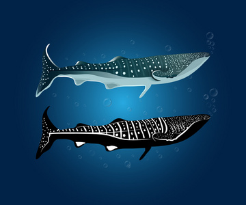鲸鱼 shark01