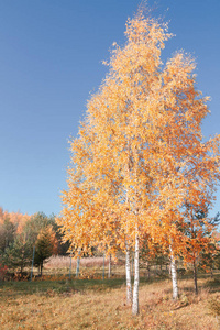 秋在晴朗的天气里的金树桦树