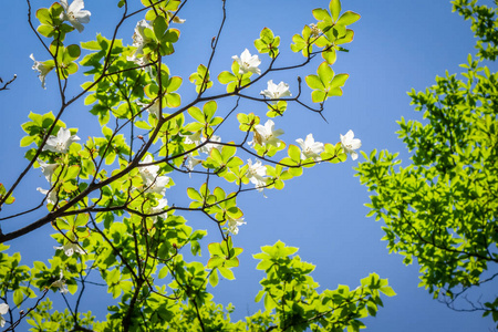 日本传统樱花特写