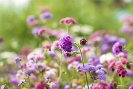 紫色的花在开花的花园