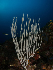 海底有珊瑚和宏