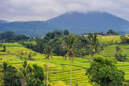 在印度尼西亚巴厘岛背景的绿色贾蒂卢维梯田与火山和云彩