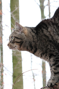 在森林里猫不错