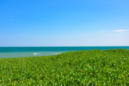 南中国海的热带海岸, 绿草茂密