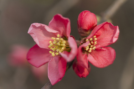 粉红色的花朵，盛开在树上