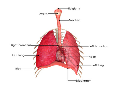 人类肺部白色衬底上