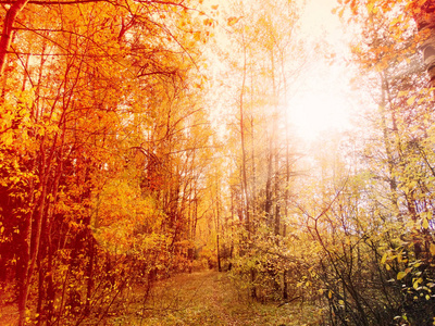 秋天森林风景在一个阳光明媚的天与叶子背景