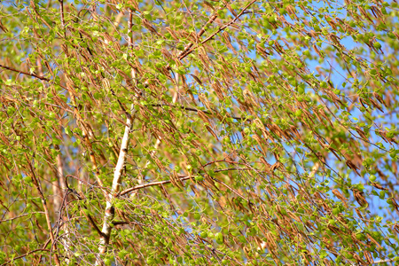 一种桦树的开花瓦蒂白桦。