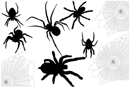 万圣节从蜘蛛和他们的网站设置