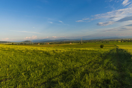 晴朗天气中的夏日田野景观