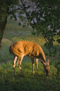 雌性白尾鹿Odocoileusvirginianus在PE下进食