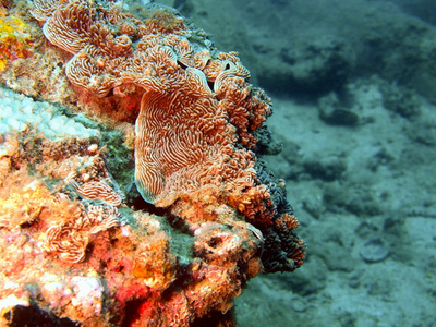 石珊瑚越南