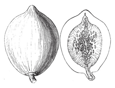 这是一幅木瓜的果实。它是椭圆形的形状。木瓜内有许多小种子, 老式线条画或雕刻插图