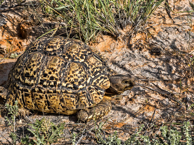 Stigmochelys pardalis, 喀拉哈里, 南非的豹龟