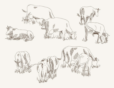 母牛。畜牧业