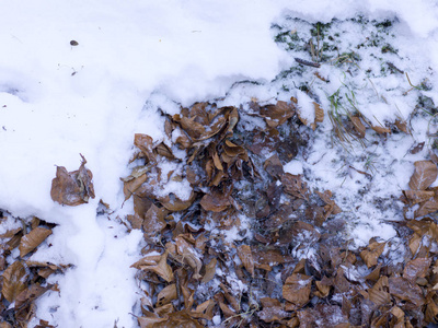 雪覆盖的秋叶堆