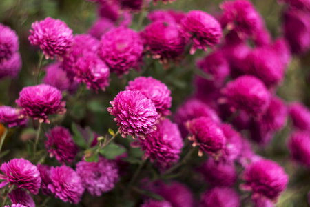 粉红色菊花在花园里绽放, 地方为文本, 秋天花背景