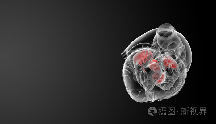 3d 渲染心脏瓣膜-底部视图