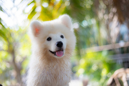 在公园的户外, 有白色的小狗。萨莫耶德站在公园草地上的肖像