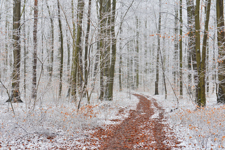 美丽的冬天森林覆盖着雪图片