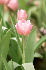 郁金香花