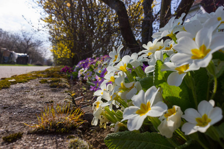 春天东方花卉与植物的浪漫风景