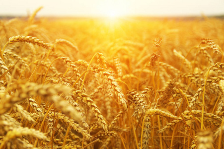 小麦特写。麦田在太阳上。收获和食品的概念